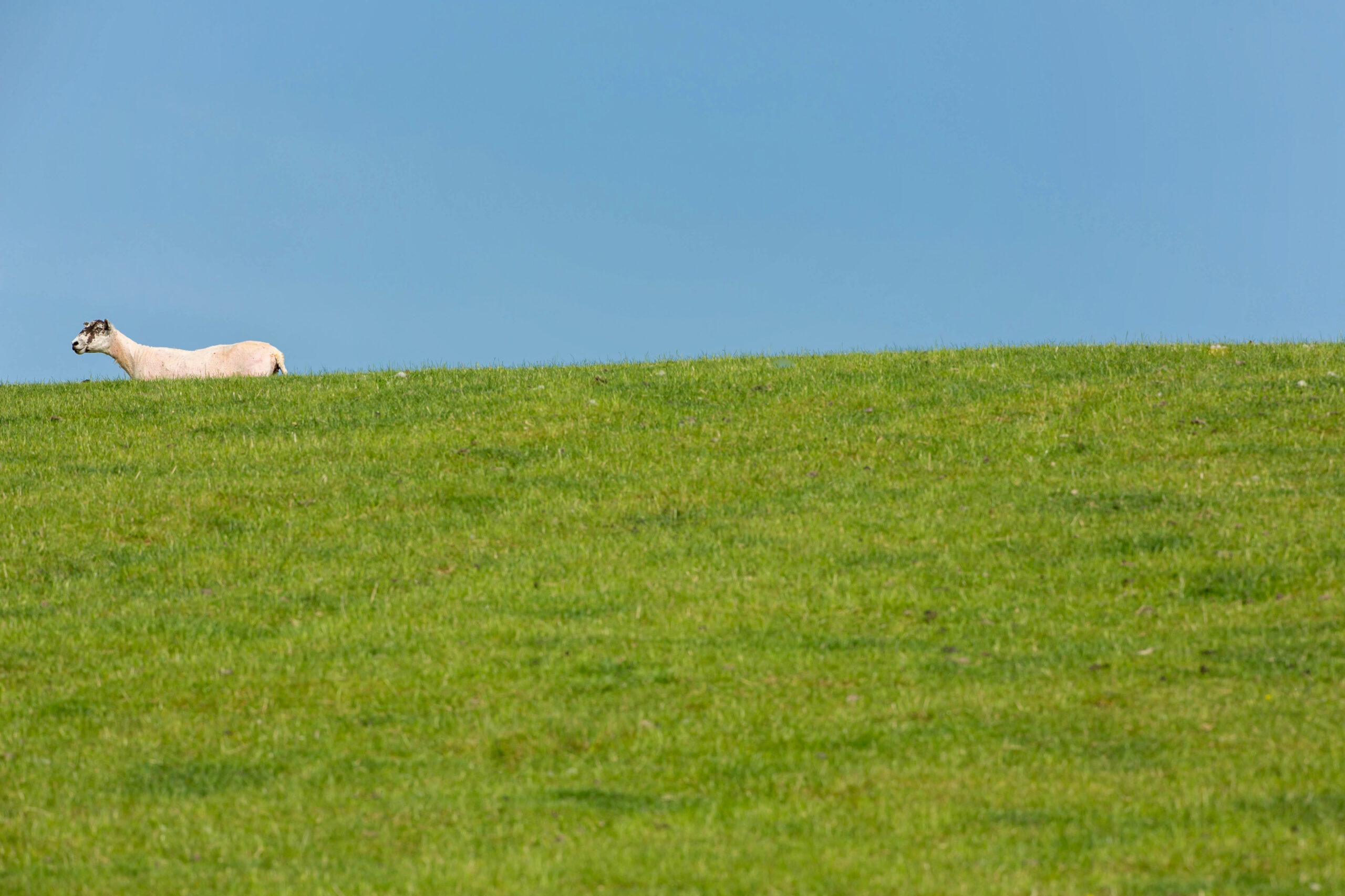 Sheep on a hillside LincolnshirePicture Tim Scrivener 07850 303986