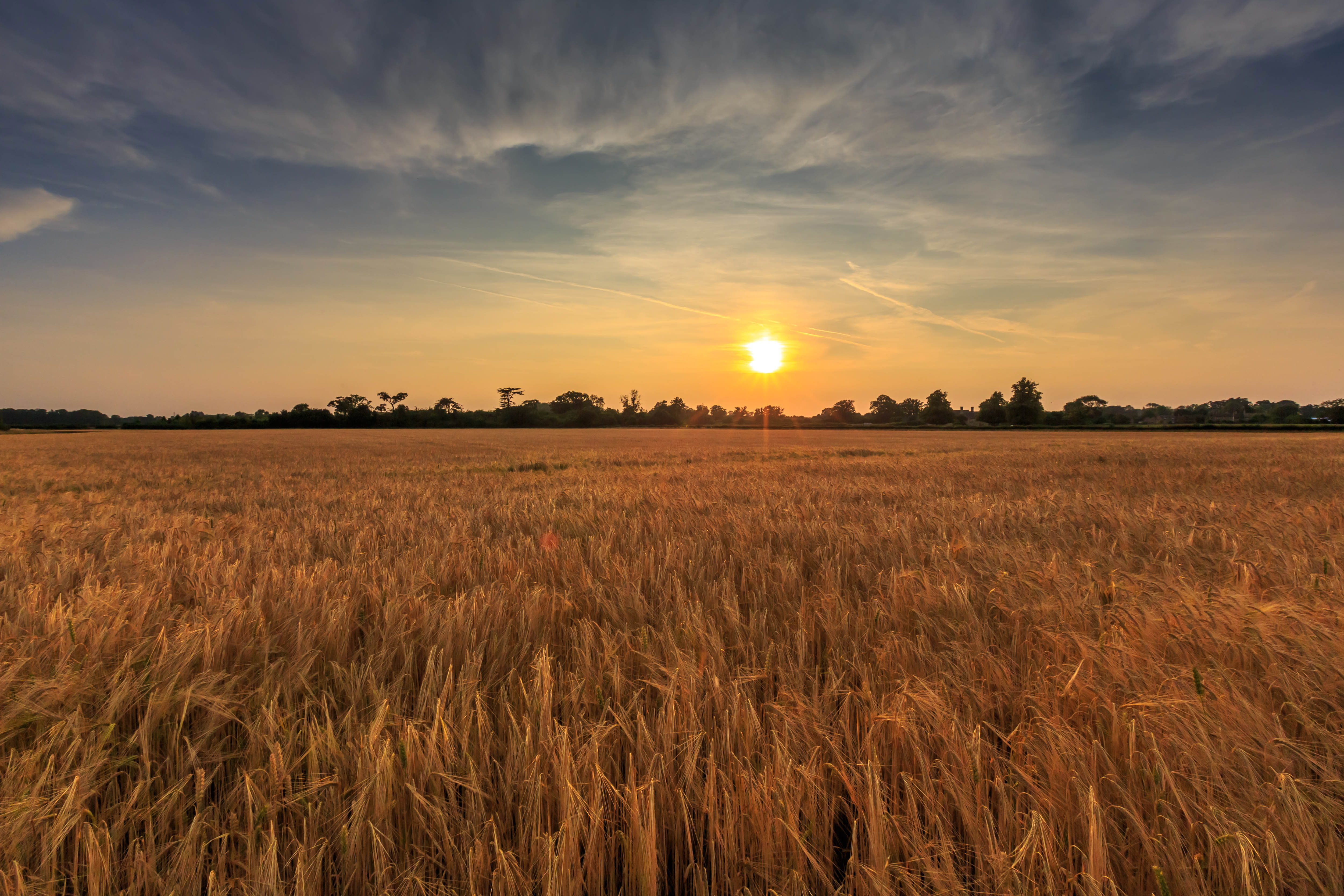 Barley field at sunsetPicture Tim Scrivener 07850 303986